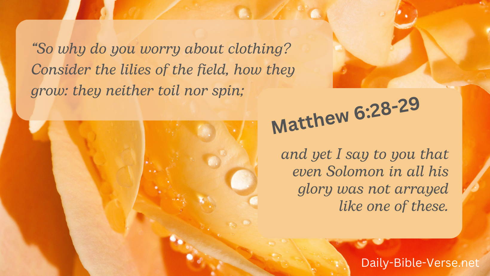 So why do you worry about clothing? Consider the lilies of the field, how they grow: they neither toil nor spin; 29 and yet I say to you that even Solomon in all his glory was not arrayed like one of these.